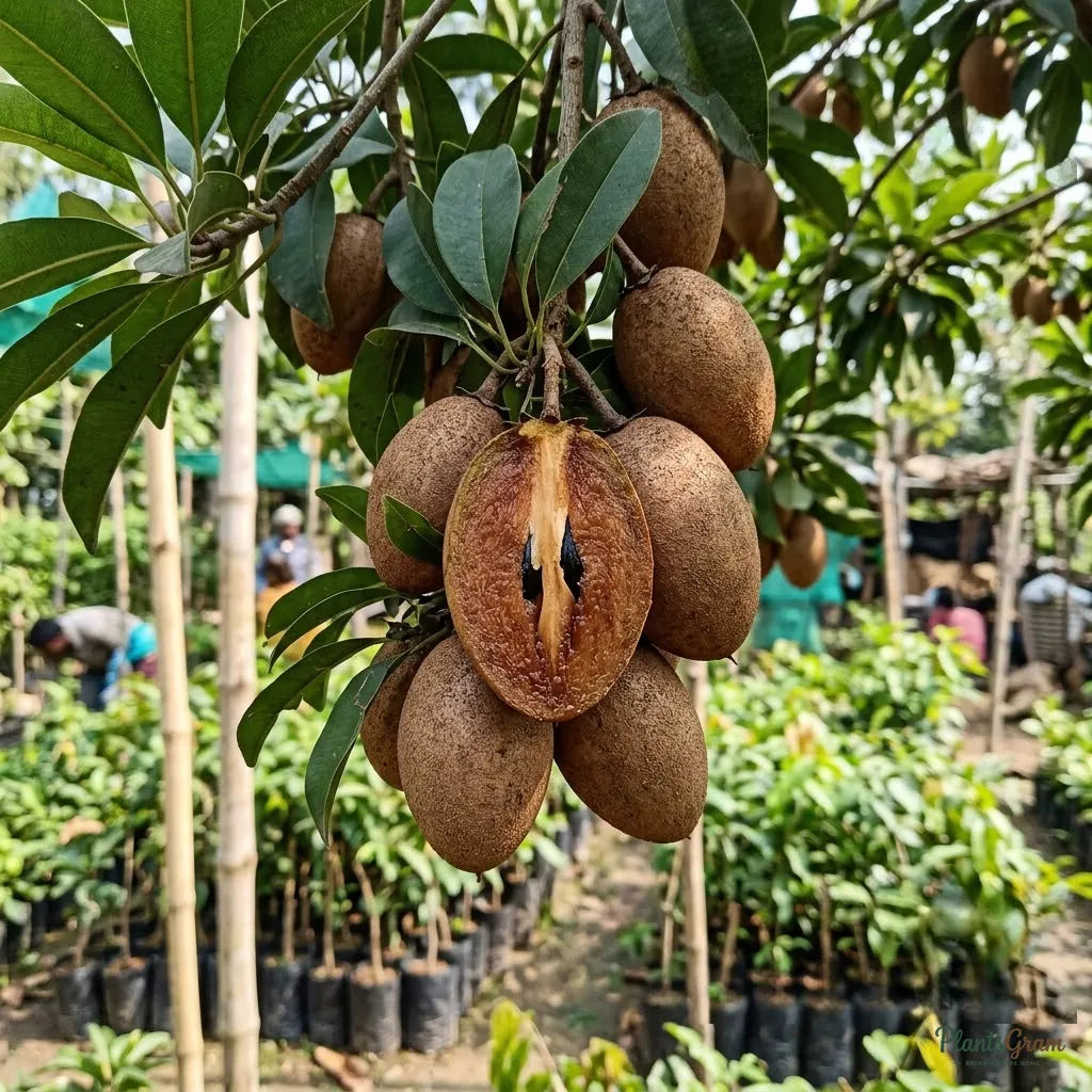 Sapota (Grafted) - Long Banana Variety
