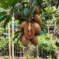 Sapota (Grafted) - Long Banana Variety