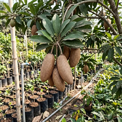 Sapota (Grafted) - Long Banana Variety