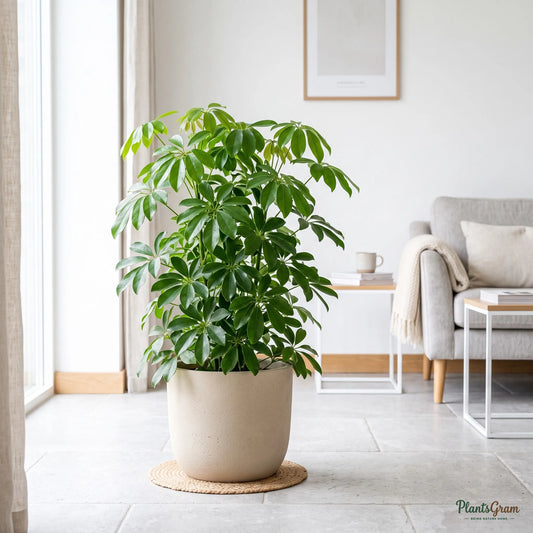 Schefflera Green plant in a beige planter