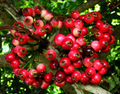 Lipot - Fruits Plant & tree