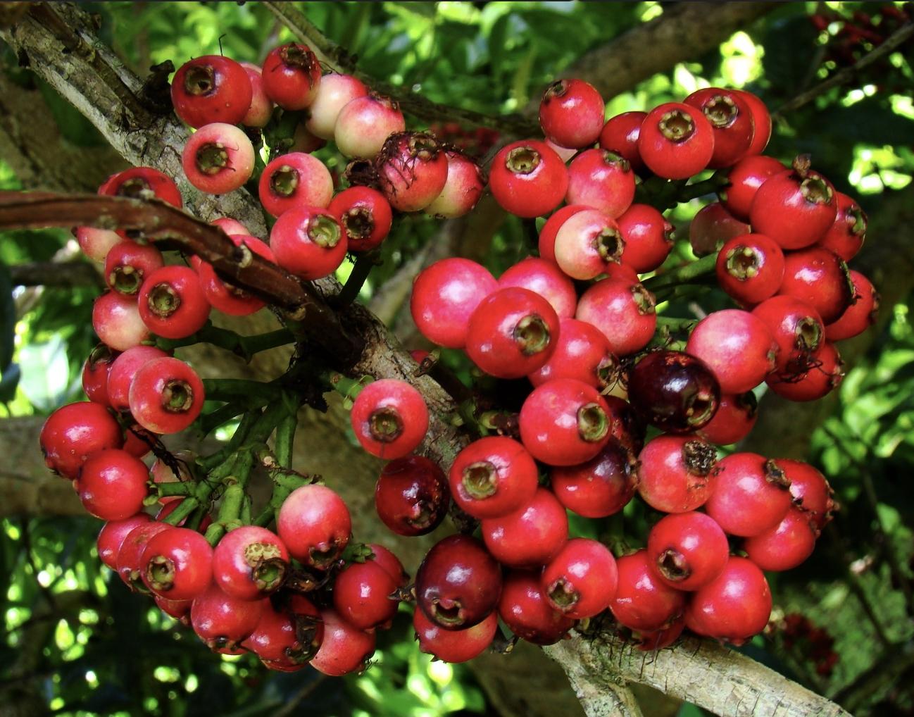Lipot - Fruits Plant & tree