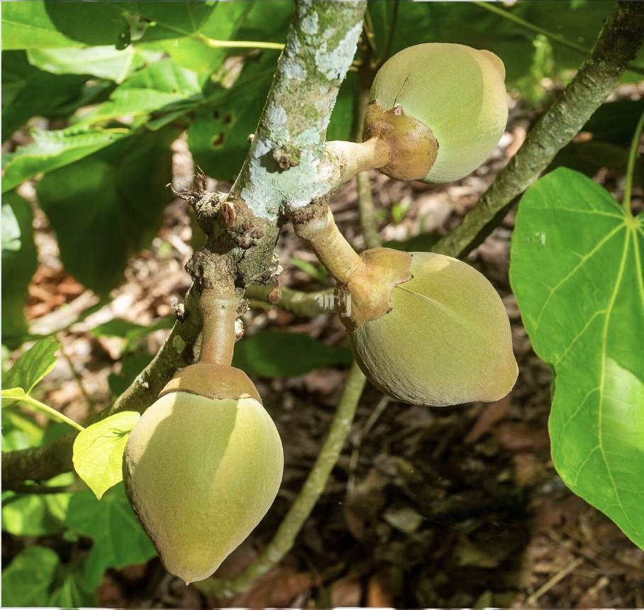 Chupa Chupa fruit (imported)