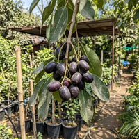 Seedless Jamun (Grafted) - Fruit Plant