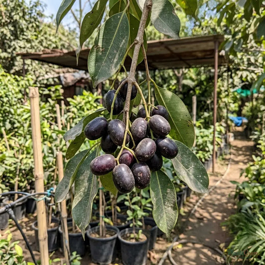 Seedless Jamun (Grafted) - Fruit Plant