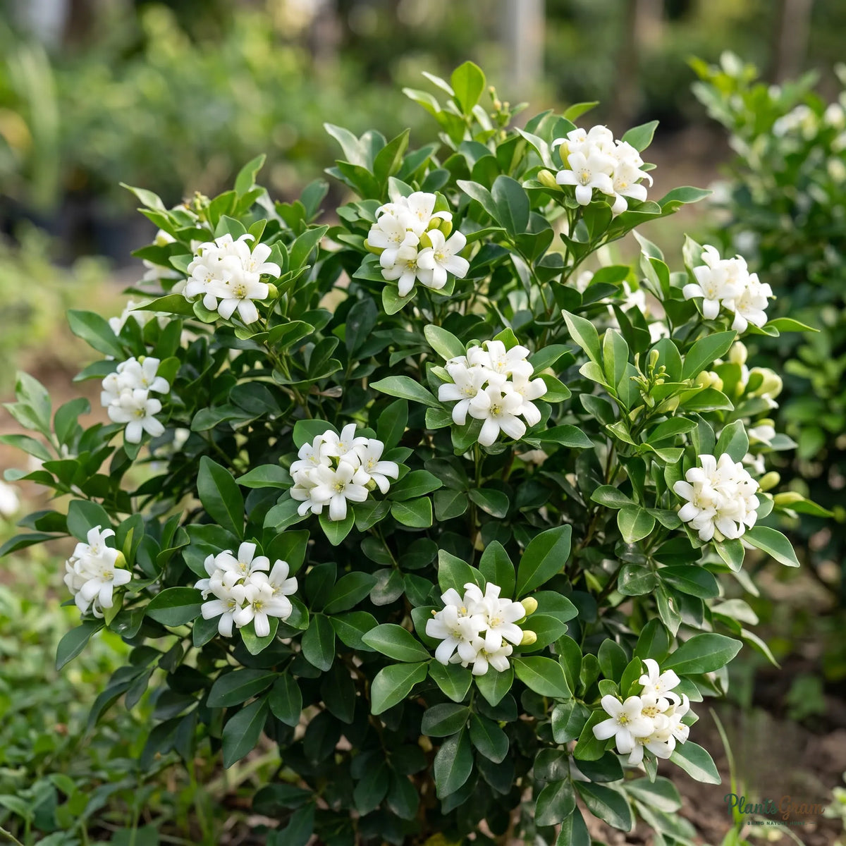 Satin Wood / Madhu Kamini - Murraya paniculata