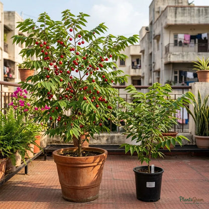 Singapore Cherry / Jamaica Cherry - Fruit Plant