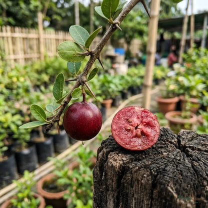 Singapore Cherry / Jamaica Cherry - Fruit Plant