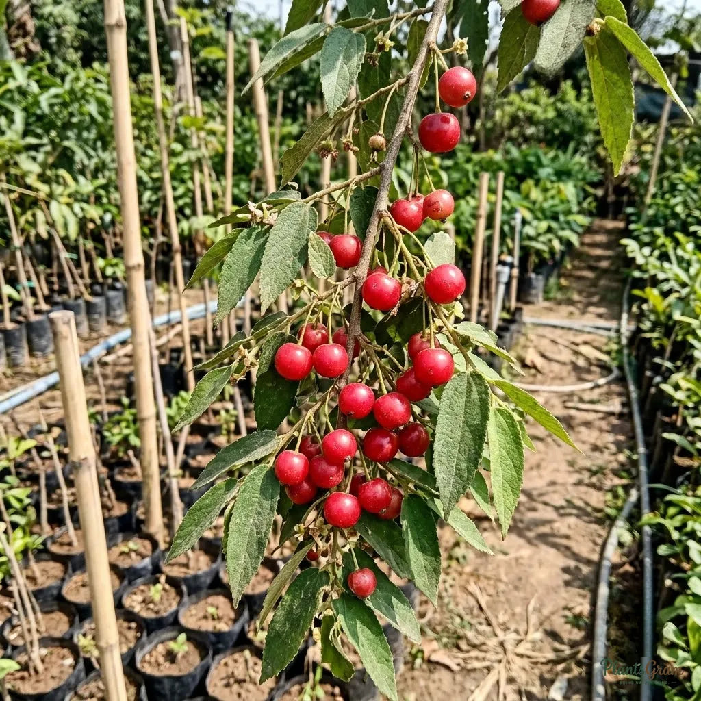 Singapore Cherry / Jamaica Cherry - Fruit Plant