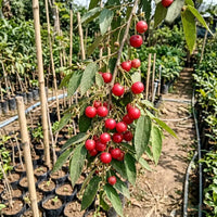 Singapore Cherry / Jamaica Cherry - Fruit Plant