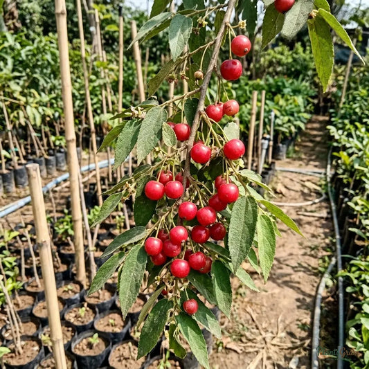 Singapore Cherry / Jamaica Cherry - Fruit Plant