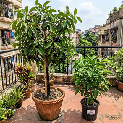 Jamun (Sir Cotton Kala) - Grafted