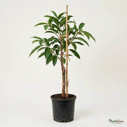 Jamun (Sir Cotton Kala) - Grafted