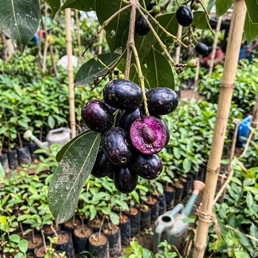 Jamun (Sir Cotton Kala) - Grafted