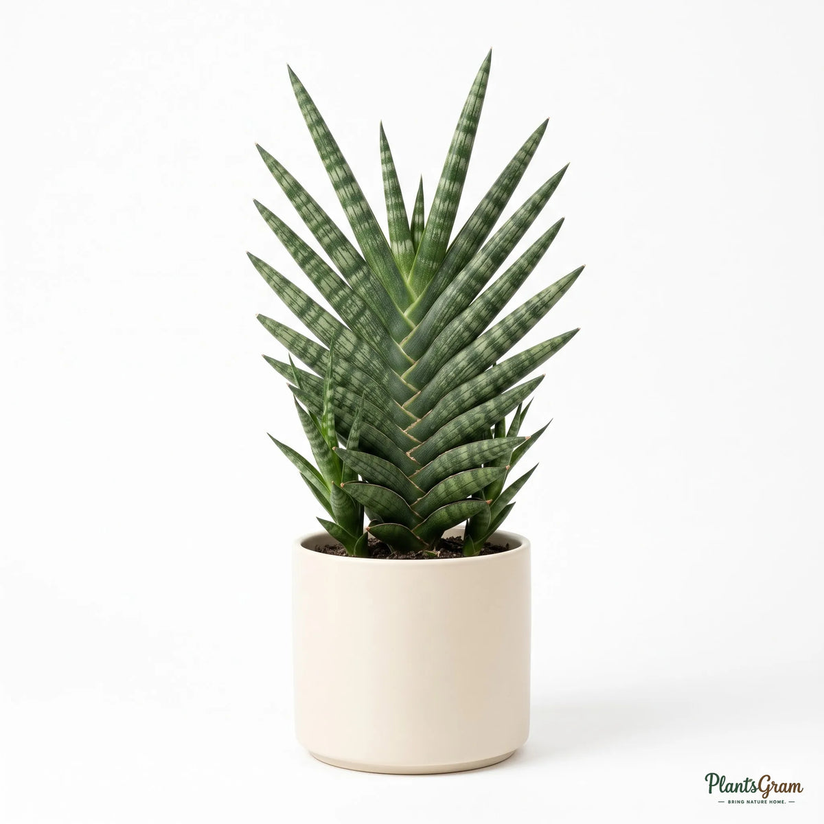 Sansevieria Francisii snake plant in a cream planter