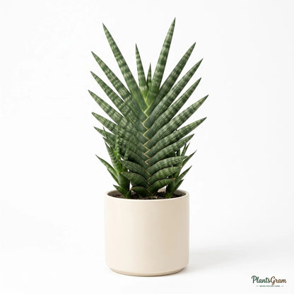 Sansevieria Francisii snake plant in a cream planter