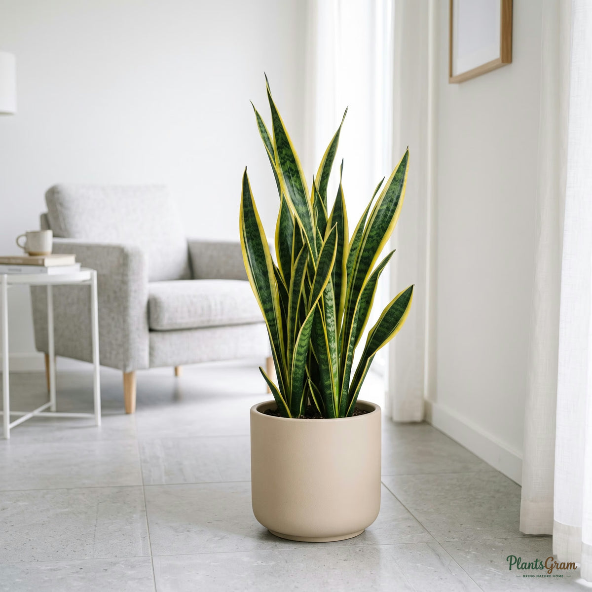 Sansevieria Golden Long plant in a planter