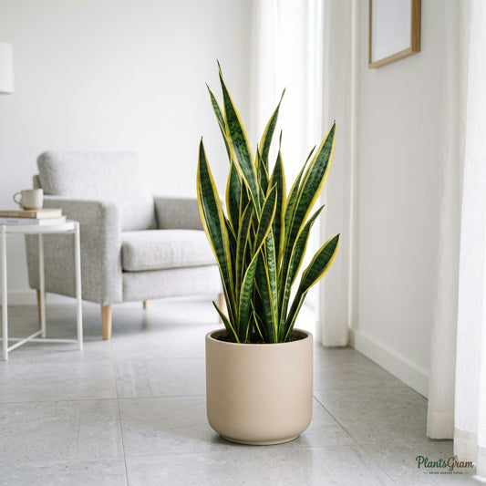 Sansevieria Golden Long plant in a planter