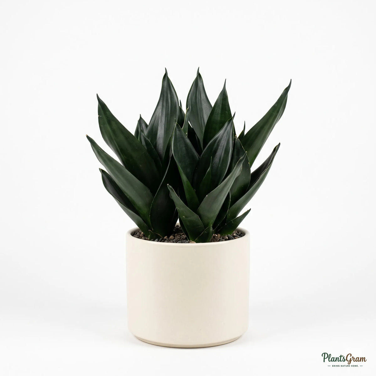 Sansevieria Black Dragon snake plant in a planter
