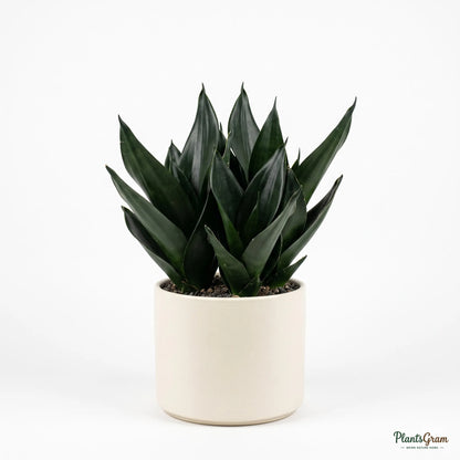 Sansevieria Black Dragon snake plant in a planter