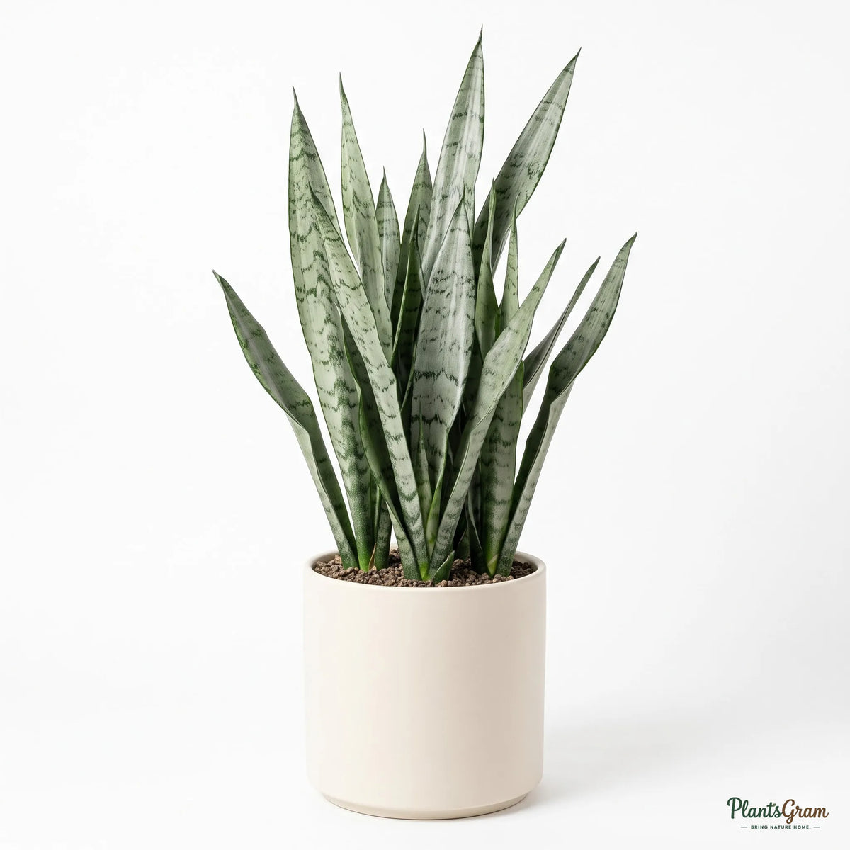 Potted Sansevieria Silver Steel snake plant, full view