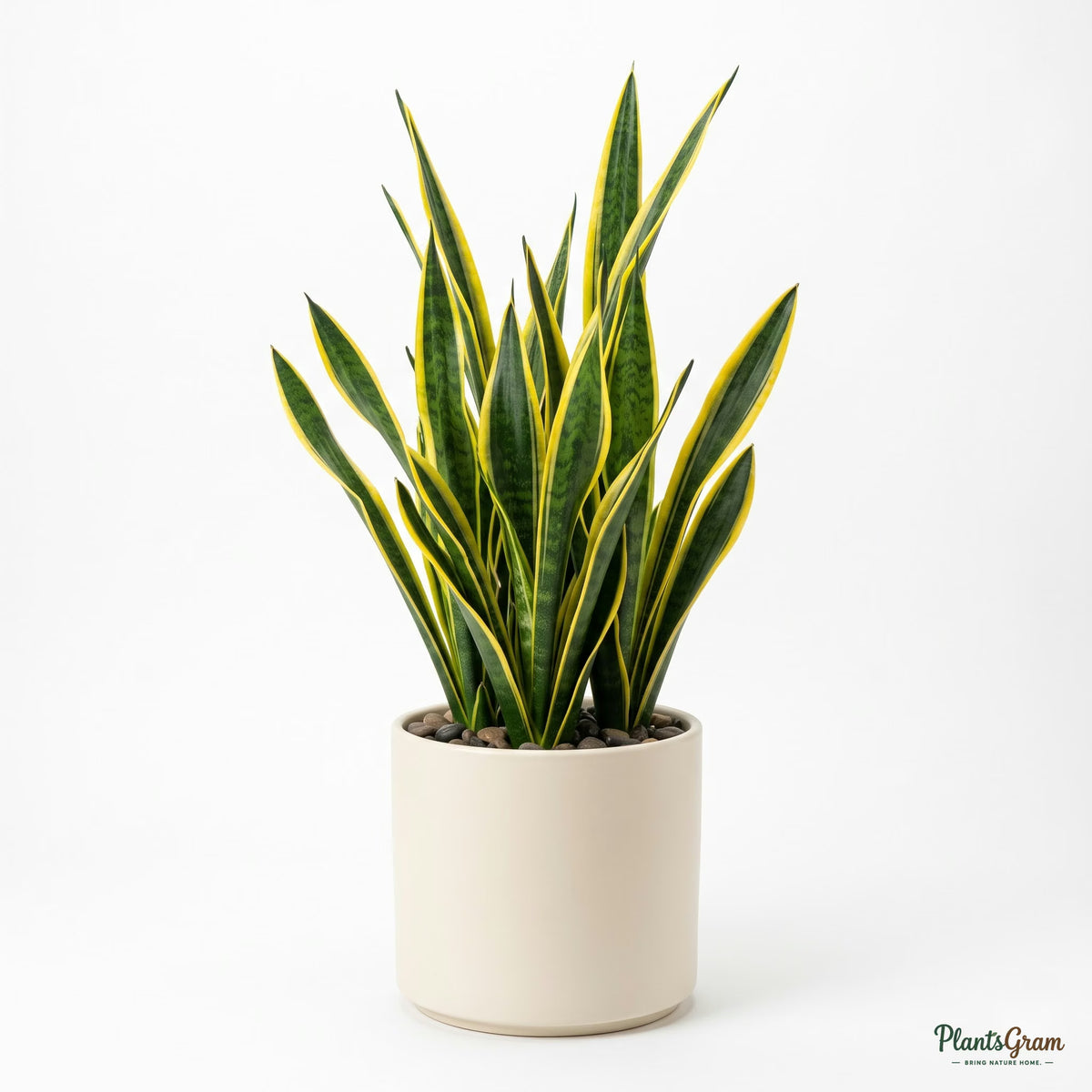 Sansevieria Golden Long in a white planter