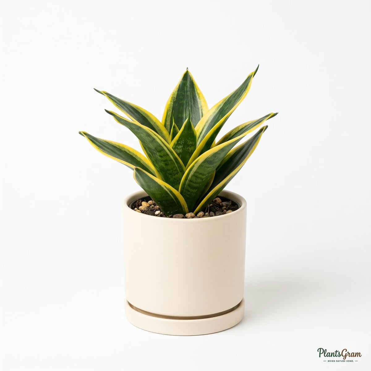 Golden Snake Plant in a white planter