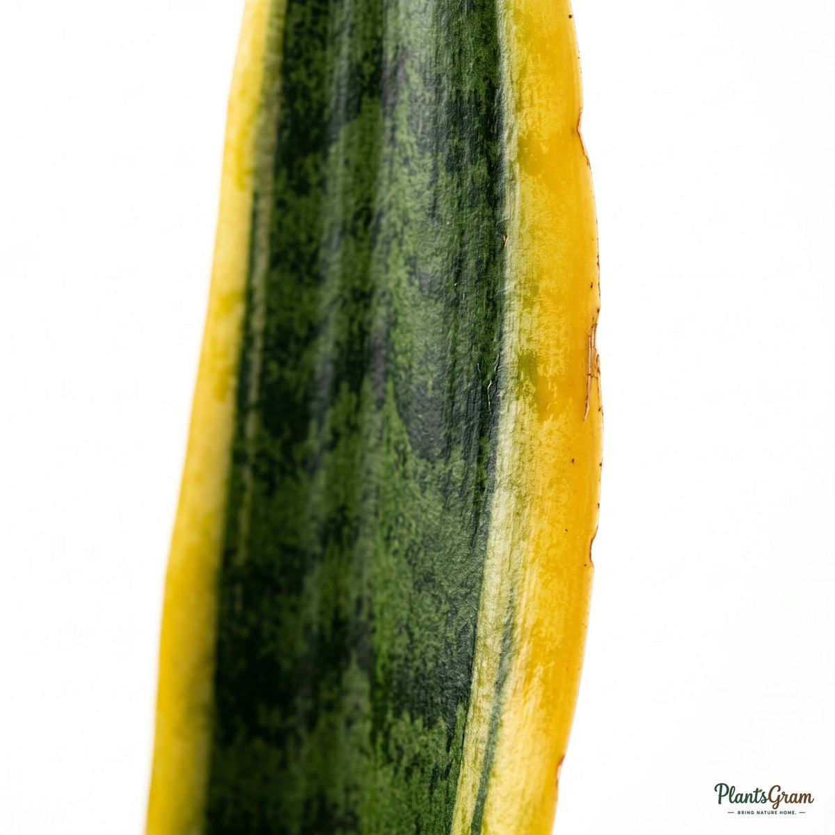 Close-up of golden-edged Sansevieria leaf