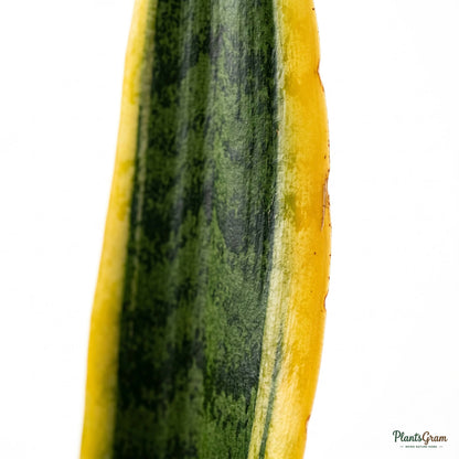 Close-up of golden-edged Sansevieria leaf