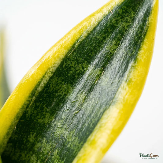 Snake Plant Dwarf (Sansevieria trifasciata 'Golden Hahnii')