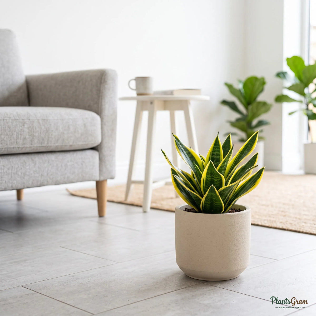 Snake Plant Dwarf (Sansevieria trifasciata 'Golden Hahnii')