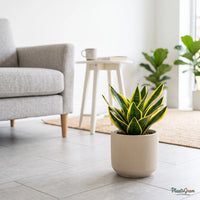 Snake Plant Dwarf (Sansevieria trifasciata 'Golden Hahnii')