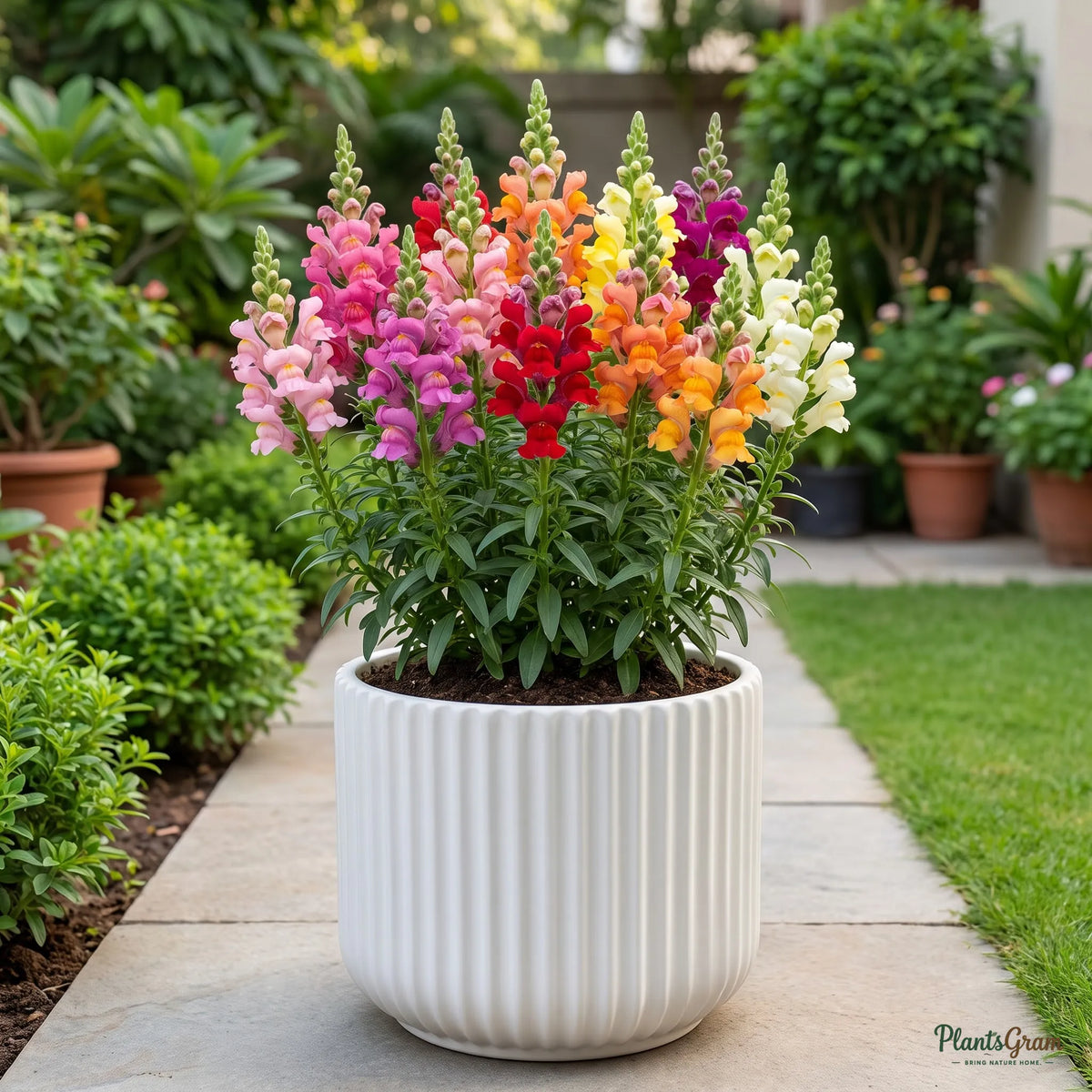 Snapdragon Dwarf Mix Flower Seeds