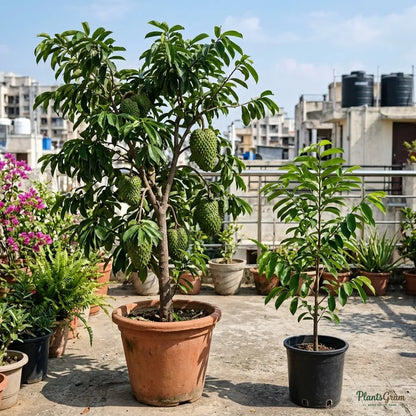 Soursop / Lakshman Phal - Fruit Plant