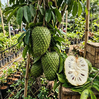 Soursop / Lakshman Phal - Fruit Plant
