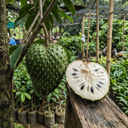 Soursop / Lakshman Phal - Fruit Plant