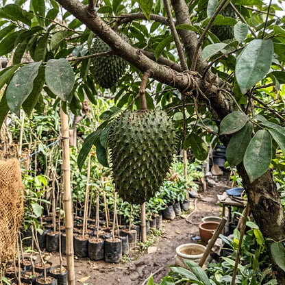 Soursop / Lakshman Phal - Fruit Plant