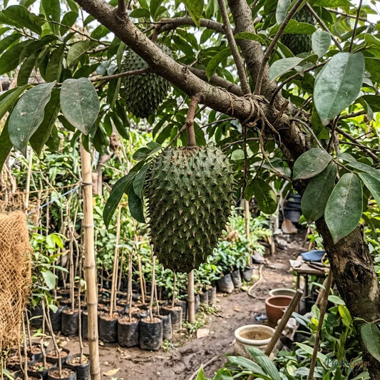 Soursop / Lakshman Phal - Fruit Plant