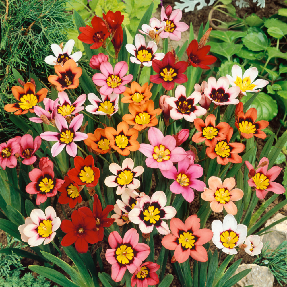 Sparaxis Any Colour Flower Bulb