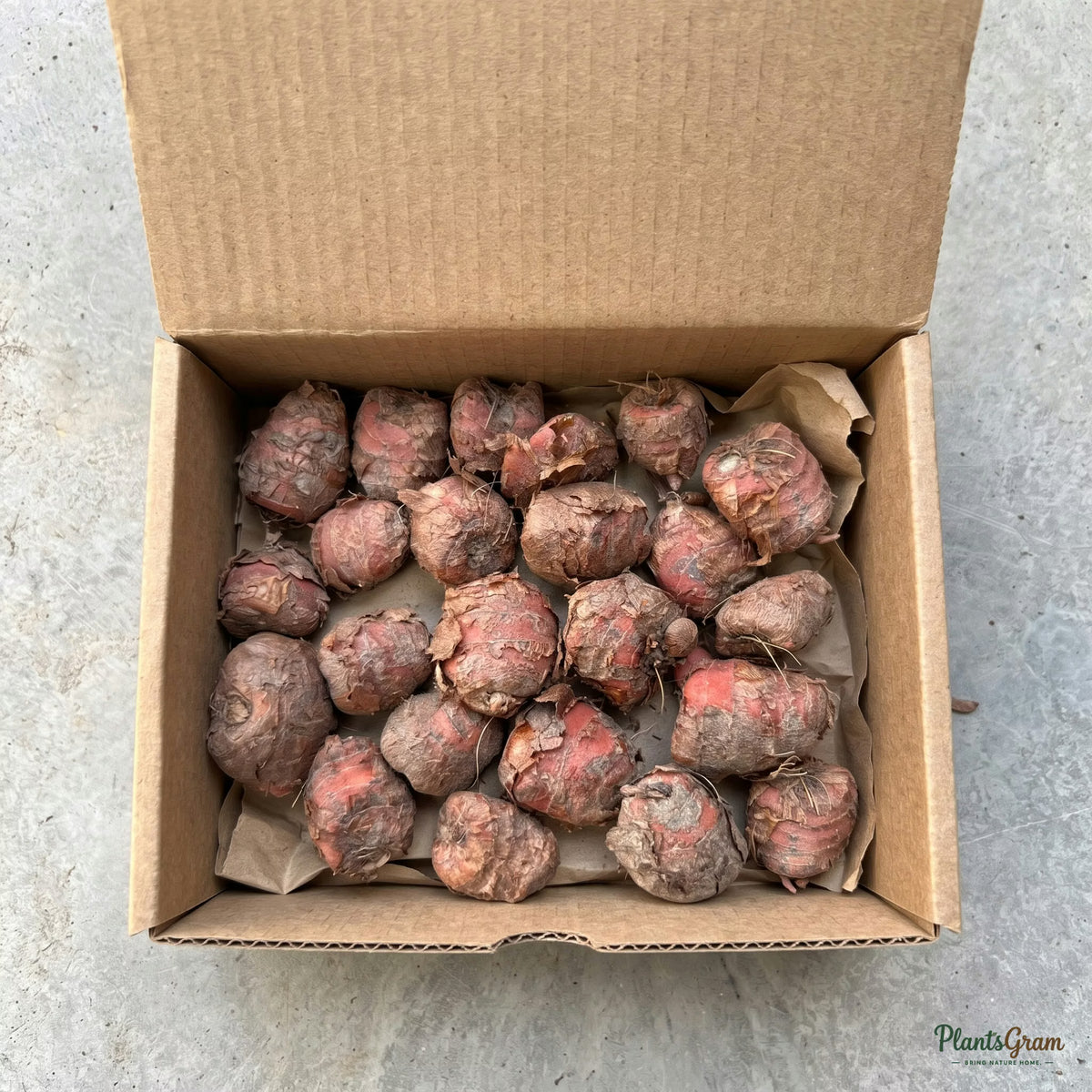 Sparaxis flower bulbs in a cardboard shipping box