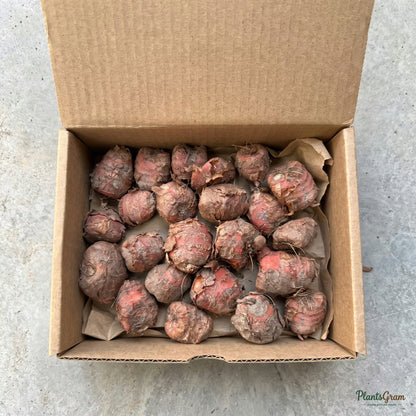 Sparaxis flower bulbs in a cardboard shipping box