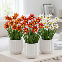Sparaxis plants in bloom in ceramic planters