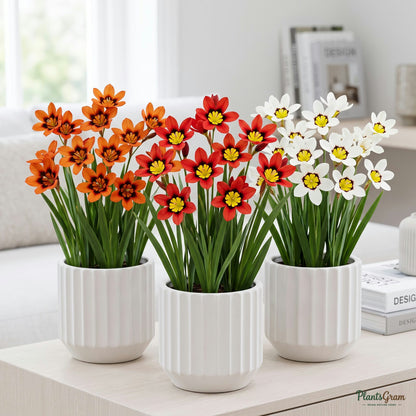 Sparaxis plants in bloom in ceramic planters