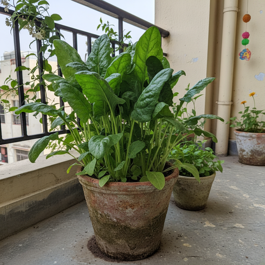 Spinach Palak Seeds