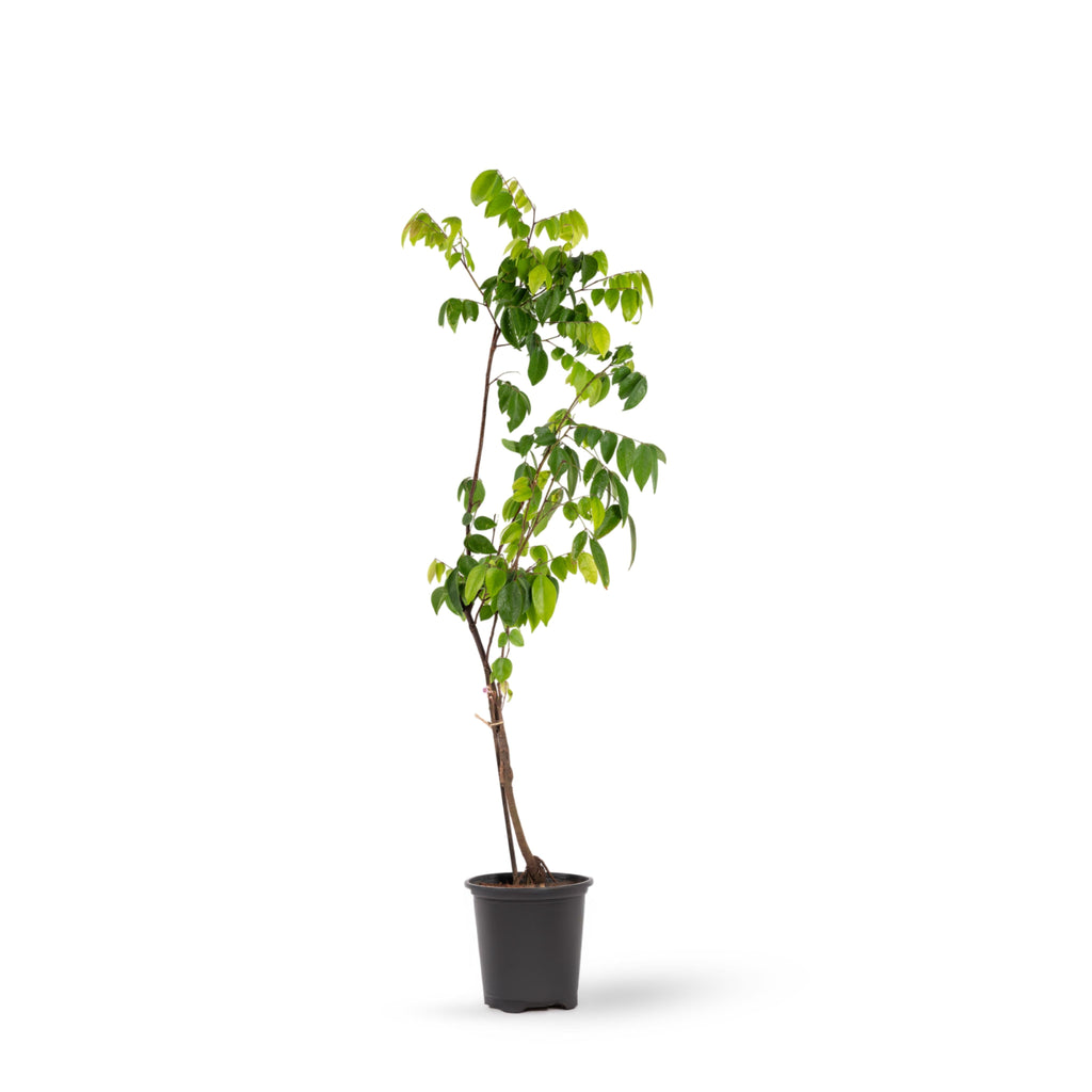 Star Fruit (Grafted)- Fruit Plants & Tree