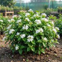 Star Jasmine (Mogra, White) - Jasminum sambac