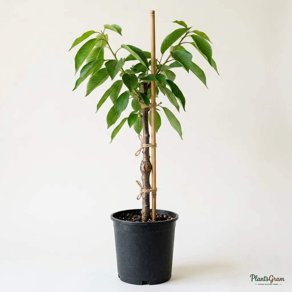 Sweet Cherry (Grafted) - Fruit Plant
