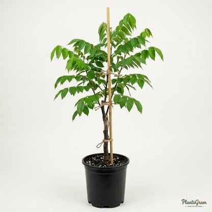 Sweet Star Fruit (Grafted) - Fruit Plants & Tree