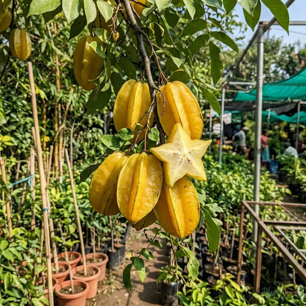 Sweet Star Fruit (Grafted) - Fruit Plants & Tree