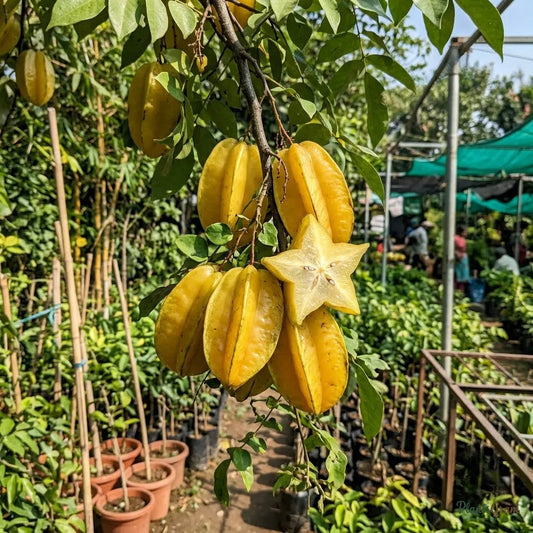 Sweet Star Fruit (Grafted) - Fruit Plants & Tree